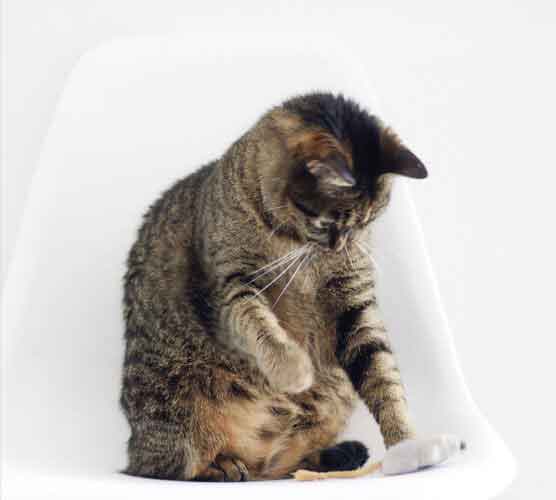 智能配置最优的电话测压平台